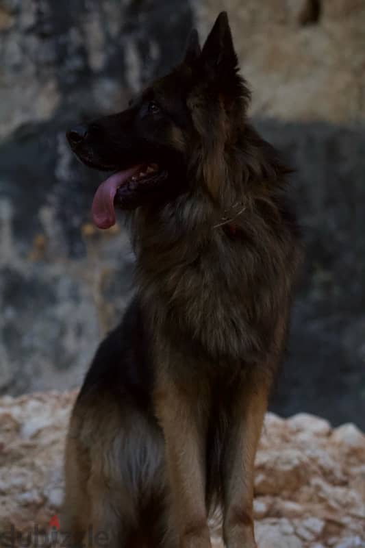 Long Hair German Shepherd 4