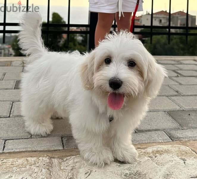 Bichon maltais - white 1