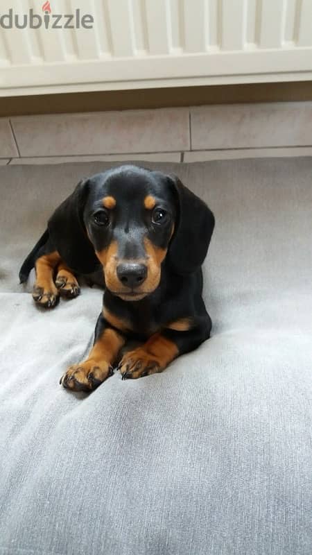 Dachshund Black and Tan Sausage dog imported 0