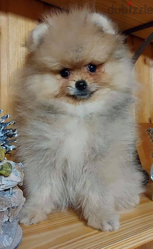 pomeranian 2