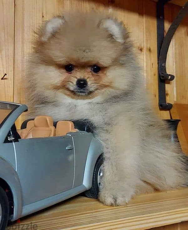 pomeranian 3