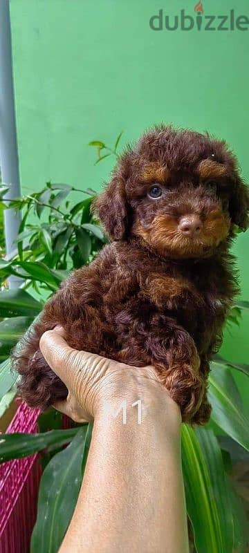 toy poodle 1