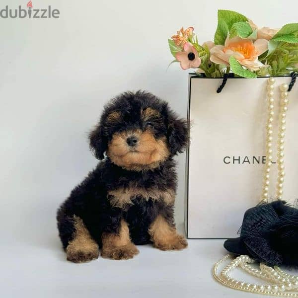 toy poodle 2