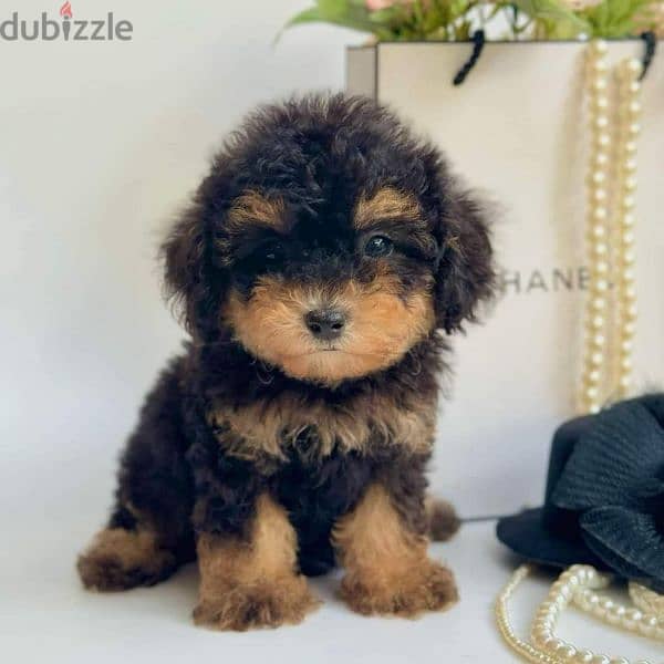 toy poodle 3