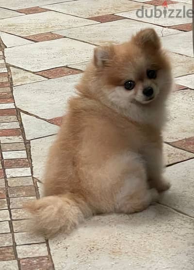 Pomeranian+All needed Items