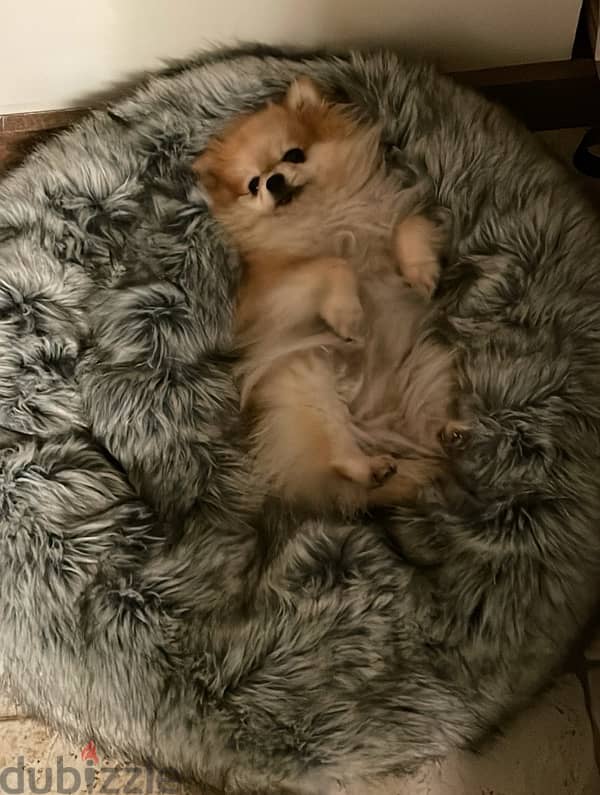 Pomeranian+All needed Items 1