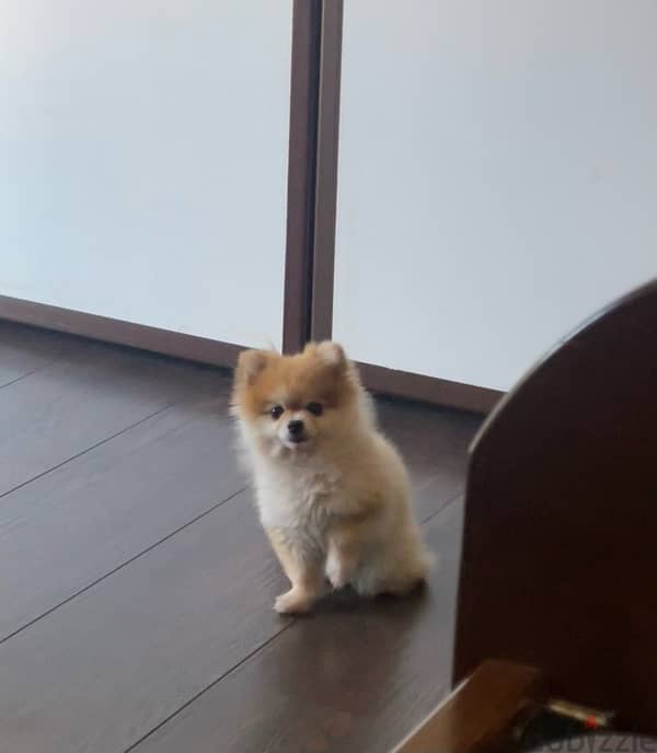 Pomeranian+All needed Items 2