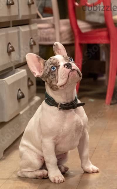 Female French bulldog imported 1 year