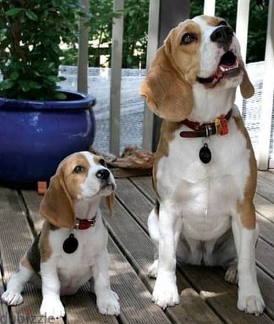 Males and females Beagle Puppies available