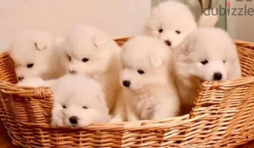 samoyed males and femlas