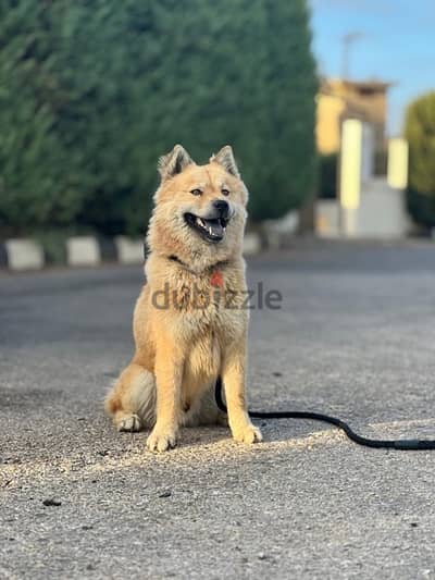 eurasier