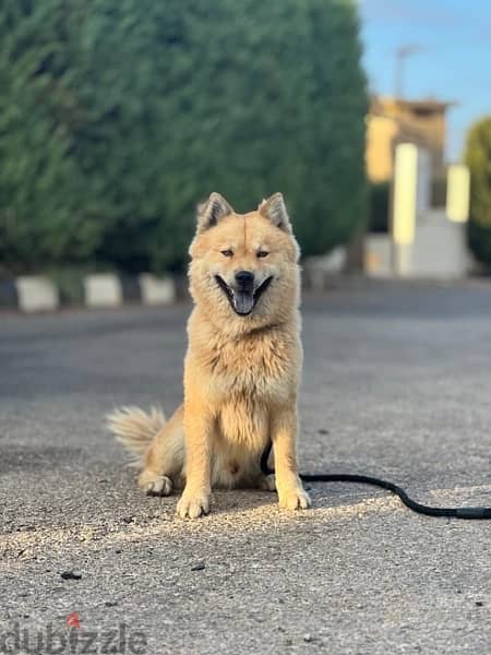 eurasier 1