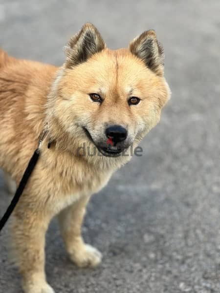 eurasier 2