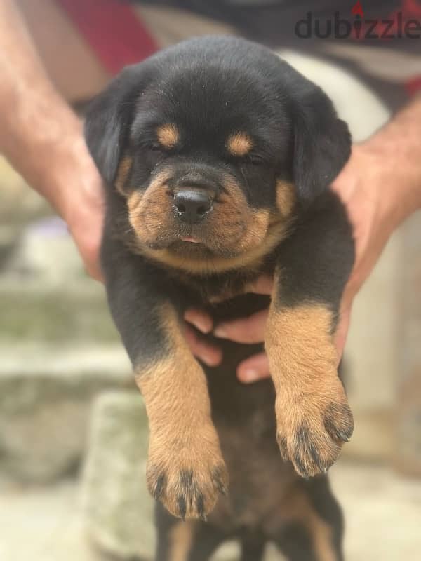 rottweiller for sale only female 0