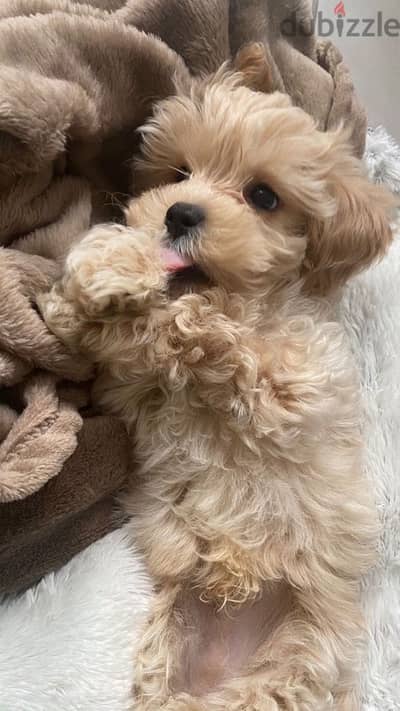 Maltipoo puppy available imported pure breed /Dog/Delivery/كلب