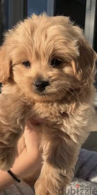 Maltipoo pure breed puppy / Delivery / dog / كلاب