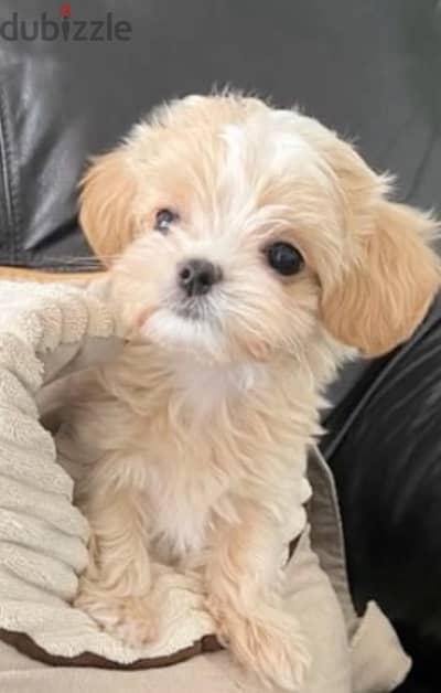 Cutest Maltipoo puppy pure breed DELIVERY dog كلاب