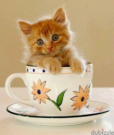 Cutest British Ginger tabby Kitten pure available/ Cat قطط Delivery