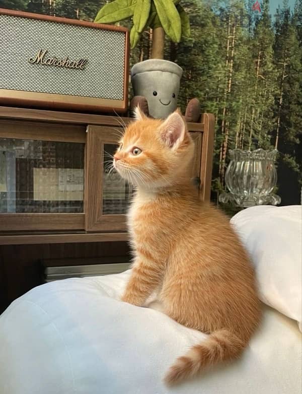 Cutest British Ginger tabby Kitten pure available/ Cat قطط Delivery 0