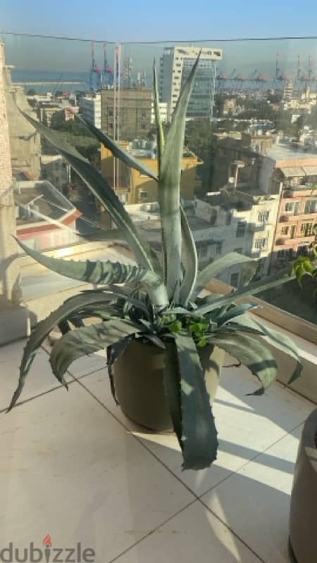 agave plant and yucca plant 0