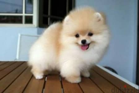 imported pomeranian puppy