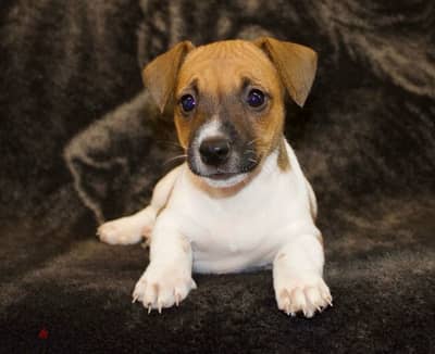 Jack Russell Puppy