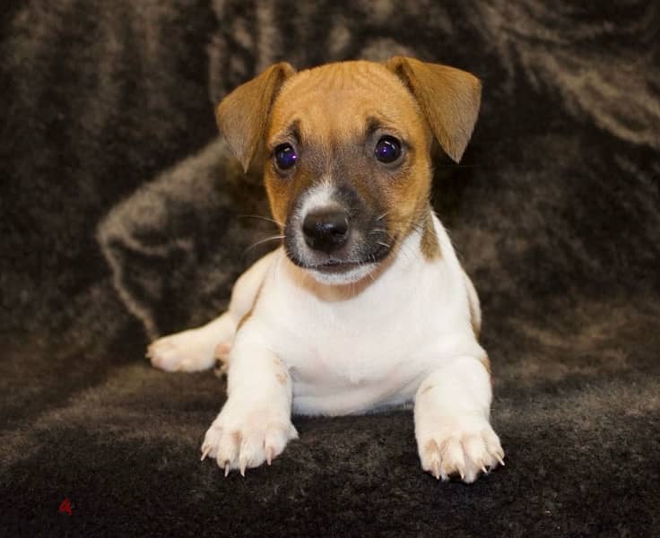 Jack Russell Puppy 0