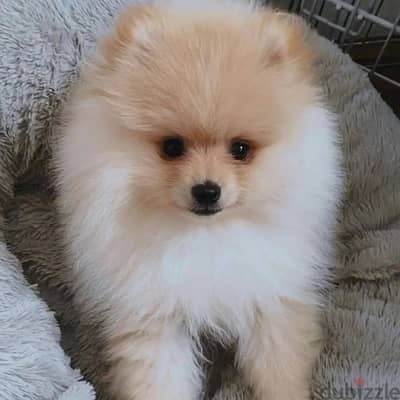 Imported Pomeranian CUTENESS