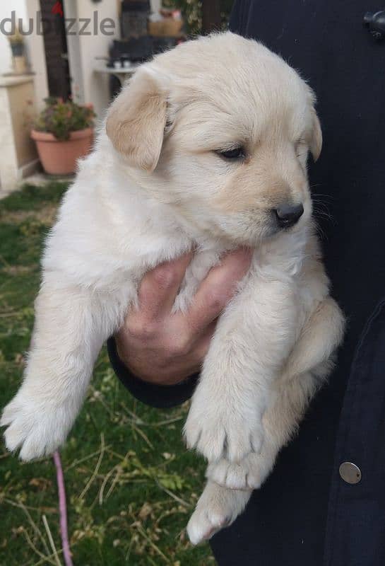 golden retriever puppy 0