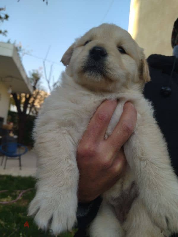 golden retriever puppy 1