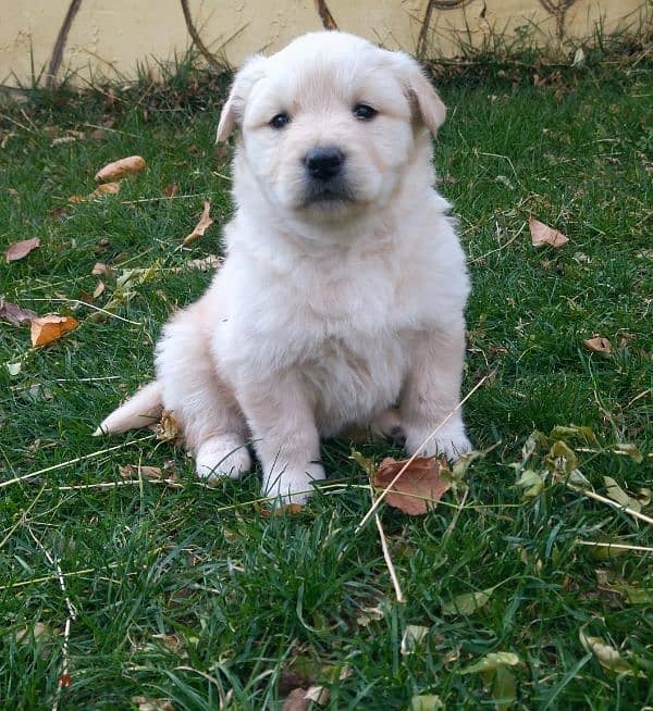 golden retriever puppy 2