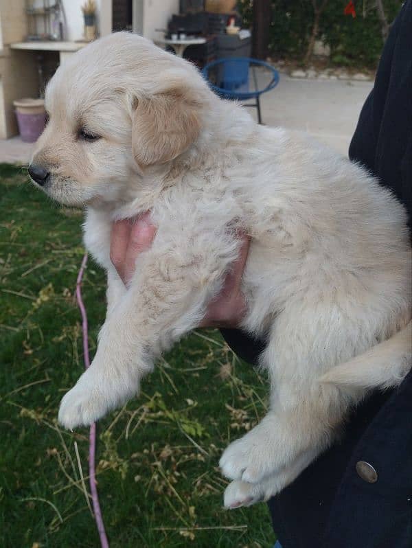 golden retriever puppy 3