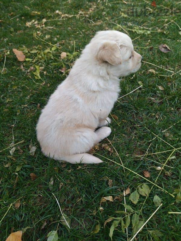 golden retriever puppy 4