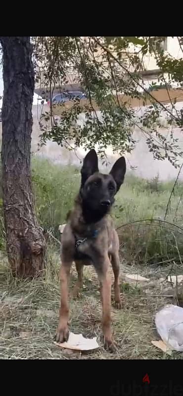 malinois female 2.5 years