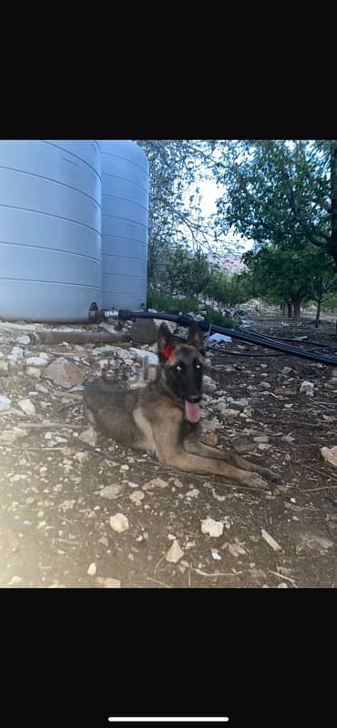 malinois female 2.5 years 1