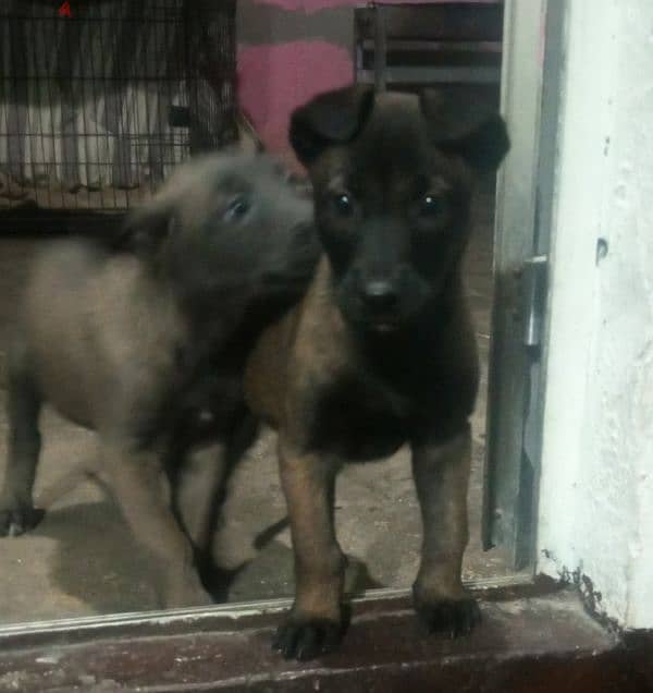 Pure Malinois-   81874836 7