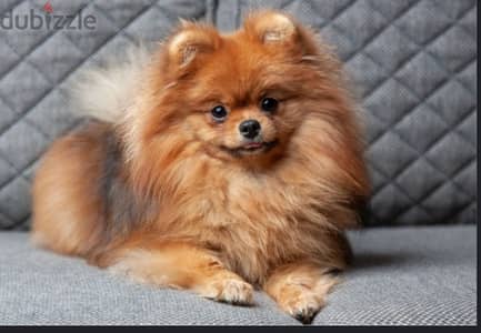 pomeranian