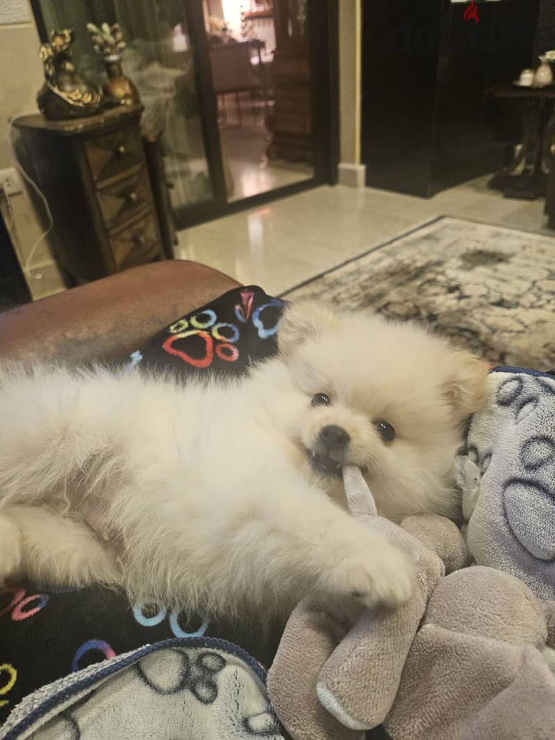 pomeranian 3 month 0