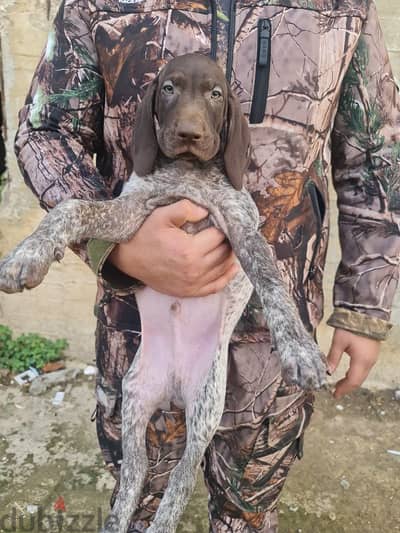 German short-haired pointer GSP كلاب صيد جرو