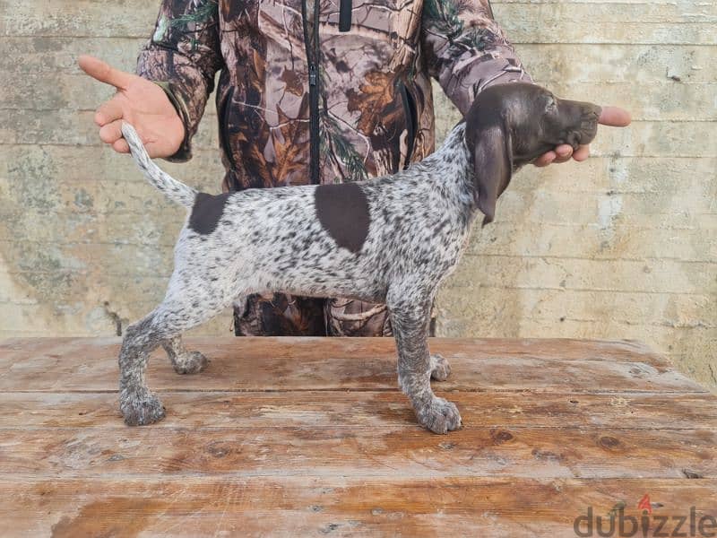 German short-haired pointer GSP كلاب صيد جرو 4