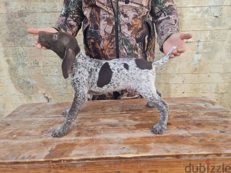 German short-haired pointer GSP كلاب صيد جرو 5