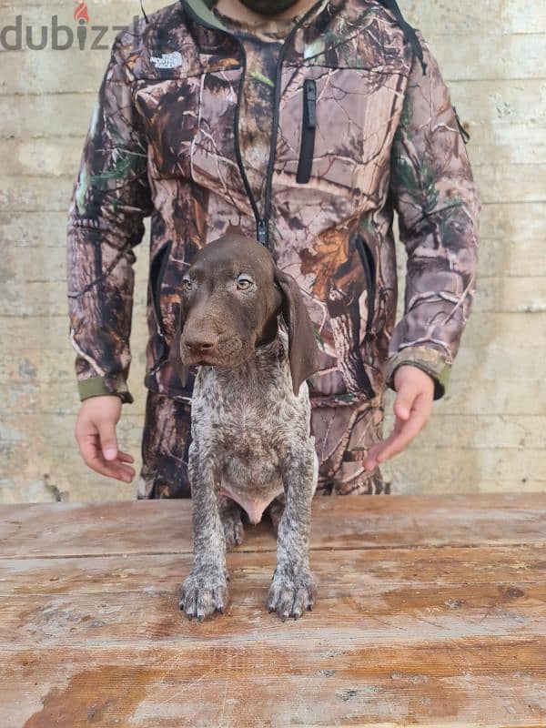 German short-haired pointer GSP كلاب صيد جرو 6