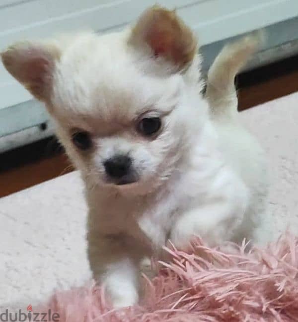 Chihuahua Mini Teacup For Sale 0