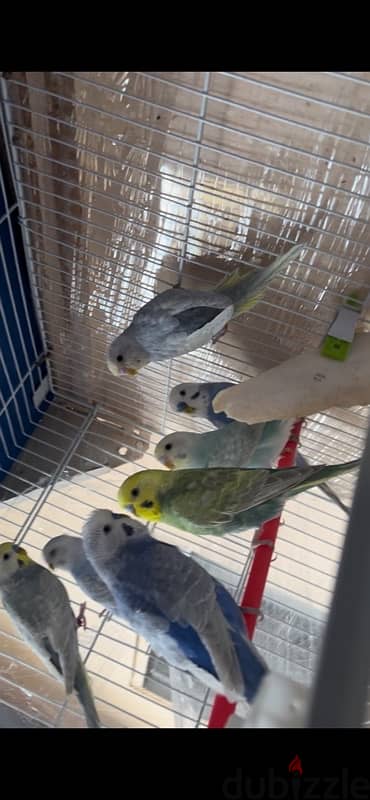 Rainbow Budgies (All are males)