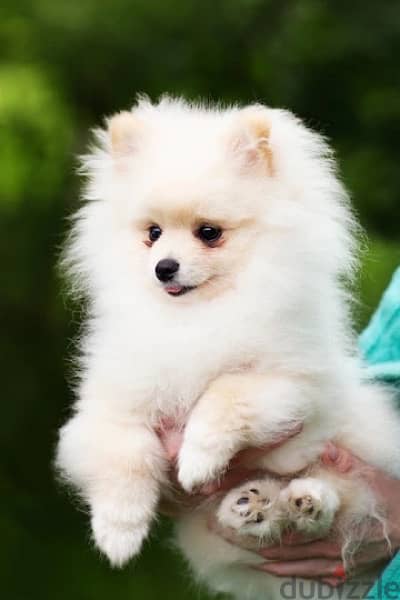 white Pomeranian puppy 0