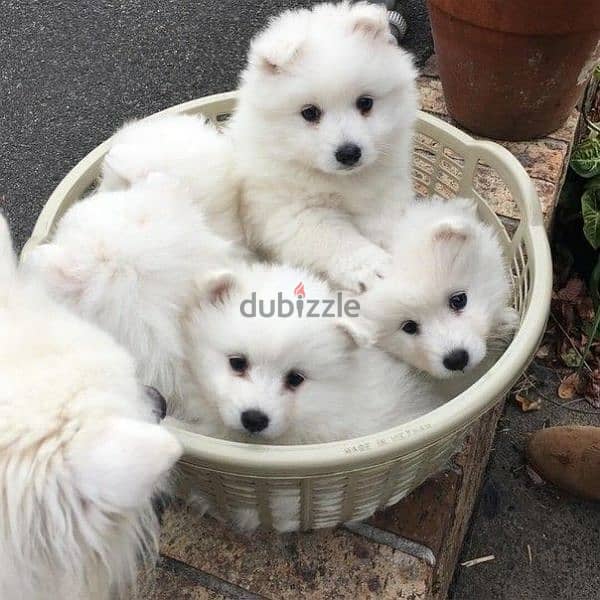 Cutest Small Spitz Puppies Available/ dog كلاب 0