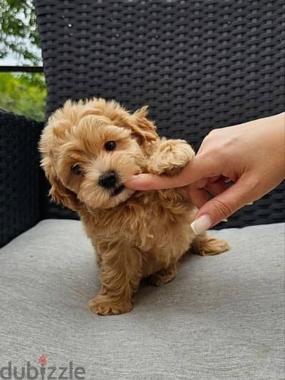 Beautiful Maltipoo Toy Puppies Available! dog كلاب