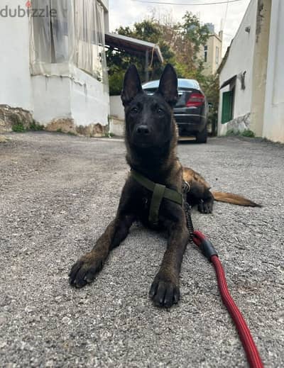 Malinois