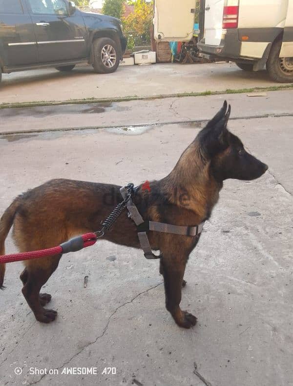 Malinois full black 3emle kel t3oumeta 4 teshhor 1