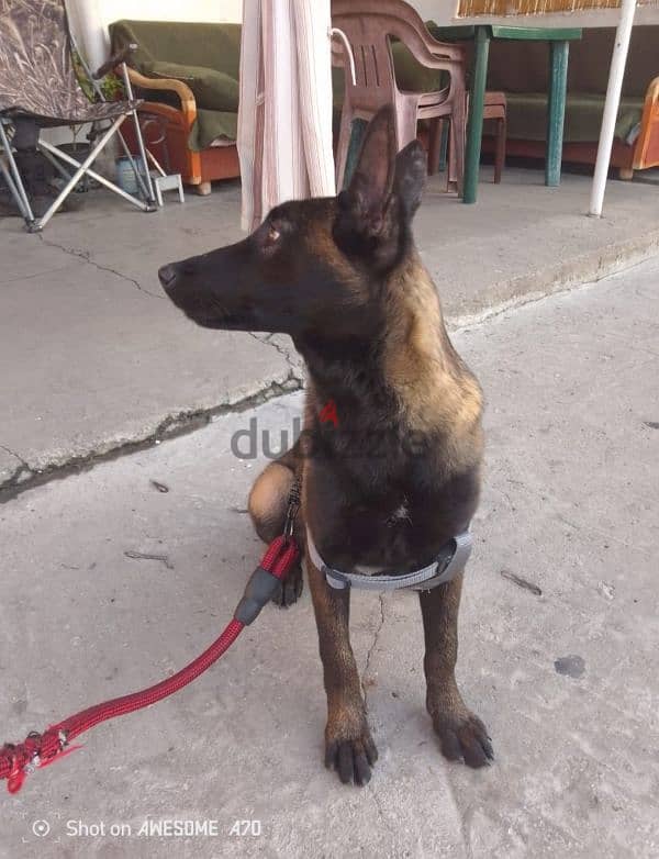 Malinois full black 3emle kel t3oumeta 4 teshhor 2